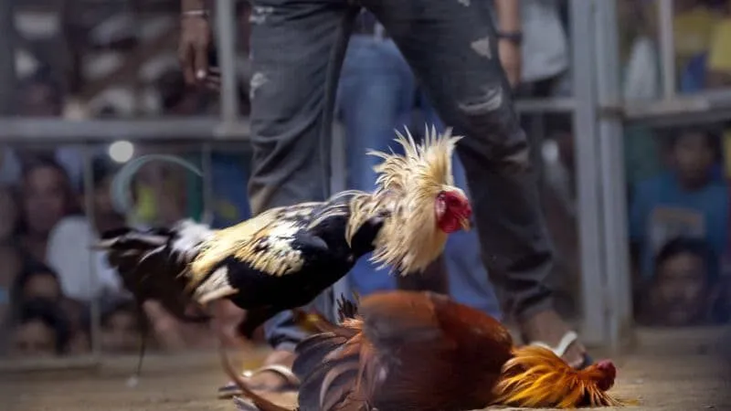 Hướng dẫn tham gia đá gà 88 tại MU88