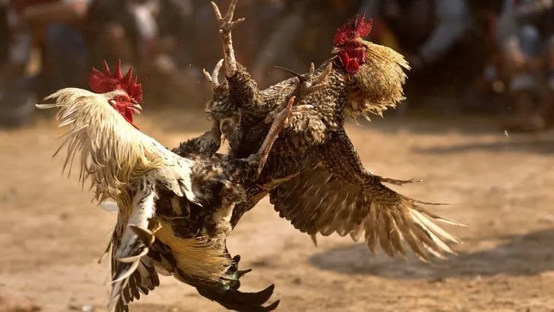 Kinh nghiệm chơi đá gà hiệu quả tại MU88