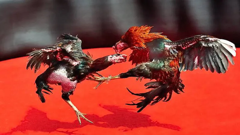 Giới thiệu đá gà MU88