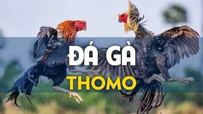Cách xem đá gà trực tiếp Thomo tại MU88